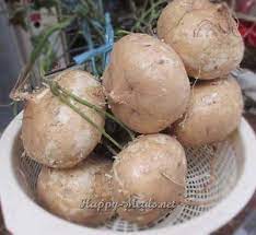 Turnips Singkamas Summer Food Summer Recipes Food Pinoy Food