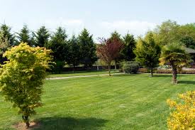 Weitere ideen zu rasen, vertikutieren, garten. Wilde Wiese In Rasen Umwandeln Eine Anleitung