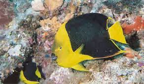 Rock Beauty Angelfish Holacanthus Tricolor Fish Guide And