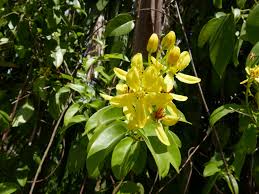 Image result for Tristellateia africana