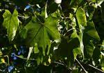 Image result for Sterculia appendiculata