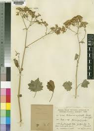 Image result for Cineraria deltoidea