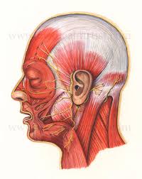 Anatomy Of The Head And Neck Medical Illustrations Showing The Anatomy Of The Face Head And Neck Including Related Muscles