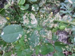 Maybe you would like to learn more about one of these? Rose And Pear Slugs Sawflies