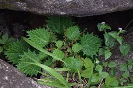 Image result for Laportea alatipes