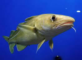 35,067 likes · 468 talking about this. Wie Gross Werden Dorsche Simfisch De Angeln Und Outdoor