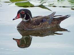 White ducks and mallard duck in duck pond (uk water birds). Lakeland Lakes Part 1 Lake Mirror Lonely Birder