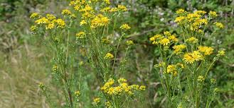 Image result for Senecio purpureus