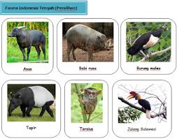 Fauna indonesia bagian tengah disebut fauna endemis, yaitu fauna peralihan yang memiliki ciri atau tipe tersendiri, berbeda dari fauna asiatis maupun australis. 63 Gambar Fauna Tipe Asiatis Terlihat Keren Gambar Pixabay