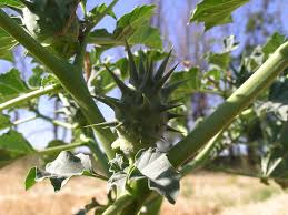 Image result for Datura ferox