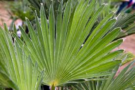 The key to growing a healthy australian tree fern is to provide it with ample humidity and consistency. Tree Ferns Rhs Gardening