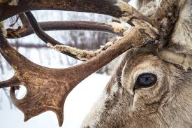 Reindeer Closeup Image National Geographic Your Shot Photo Of The Day National Geographic Photo Contest Cool Pictures Of Animals Animal Close Up