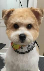 Maybe you would like to learn more about one of these? Puppy Love Grooming Salon Care Com Ashland Ky