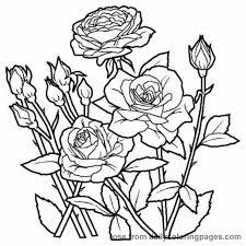 Pin By Jen Hayter On Quilling Rose Coloring Pages Flower Coloring Sheets Flower Coloring Pages