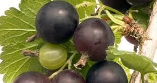 Tout Savoir Pour Reussir La Culture De La Casseille Josta La Casseille Est Un Hybride Entre Le C Fruit Bushes Olive Garden Delivery Organic Raised Garden Beds