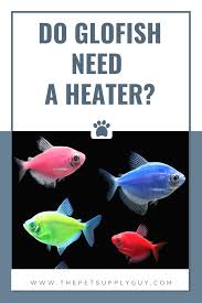 Do Glofish Need A Heater The Pet Supply Guy In 2020 Glofish Fish Care Glofish Tank