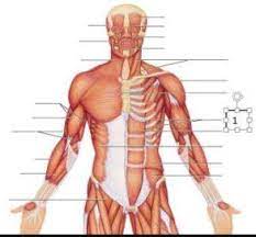 The major muscles in the upper torso include: Anterior Torso Muscles Diagram Quizlet