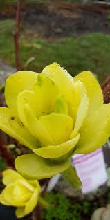 Magnolia soulangeana gorgeou spring flowering tree in 2 litre pot. Magnolia Butterflies Flowering Trees Deciduous Trees Spring Blooms