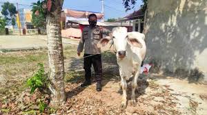 We did not find results for: Https Lampung Tribunnews Com 2021 08 05 Gantikan Retno Palupi Yurizal Resmi Jadi Anggota Dprd Pringsewu Lampung Https Cdn 2 Tstatic Net Lampung Foto Bank Images Yurizal Jadi Anggota Dprd Pringsewu Jpg Yurizal Mengucap Sumpah Dalam Rapat