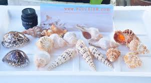 Kết quả hình ảnh cho ốc biển