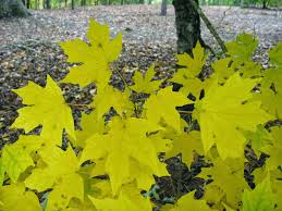 Using Georgia Native Plants: A Fall Profile: Maples