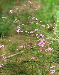 Image result for Kohautia