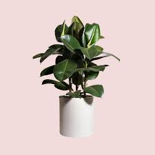 Image result for ficus elastica flower