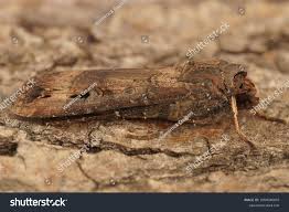 Image result for Agrotis ipsilon