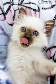 Lilac Point Birman Kittens For Sale Birman 8 Ragdoll Cat Colors Ragdoll Cats For Sale Cute Cats