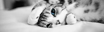 It is defined by its bright blue eyes which are not linked to coat colour. Cat Hotel Prices Longcroft Luxury Cat Hotel