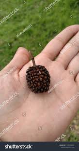 Image result for Guazuma