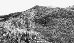 Image result for Aeschynomene pawekiae