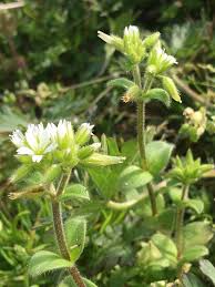 Image result for Cerastium glomeratum