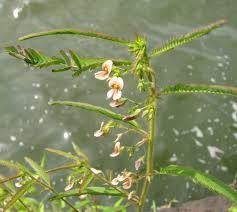Image result for Aeschynomene sp. A
