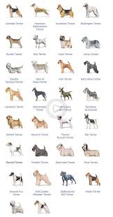 Diagramm Der Terrier Rassen Dog Breeds Chart Dog Breeds List Dog Breeds