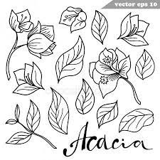 Simple Vector Hand Drawn Acacia Flowers Set Stock Vector Sponsored Hand Drawn Simple Vector Ad How To Draw Hands Vector Hand Stock Illustration