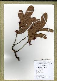 Image result for Ochna arenaria