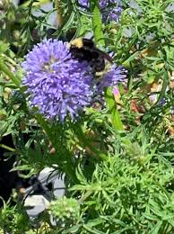 Image result for Buchnera capitata