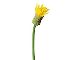 Image result for Guizotia scabra