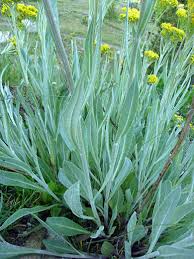 Image result for Senecio mariettae