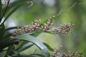 Image result for Polystachya concreta (red-flowered form)