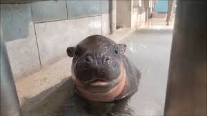 Why would anyone want to bathe their baby in a hard plastic tub when they. A Baby Pygmy Hippo In Osaka Japan The Kid Should See This