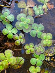 Image result for Marsilea apposita