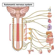 Image result for Autonomic Nervous System