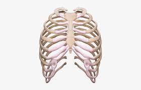 Discover 77 free rib cage png images with transparent backgrounds. Rib Cage Rib Free Transparent Png Download Pngkey