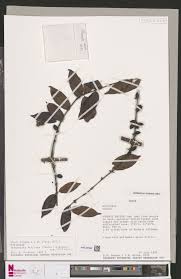 Image result for Cremaspora triflora