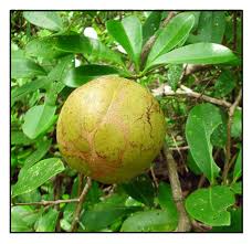 Image result for Xylocarpus