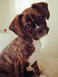 Check spelling or type a new query. Buddy The Mixed Breed Puppies And Kitties Puppies Cute Little Animals