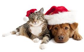 E' un peluche speciale perchè è caldo e si muove. Le 7 Regole Di Natale Dei Proprietari Di Cani E Gatti Il Martino