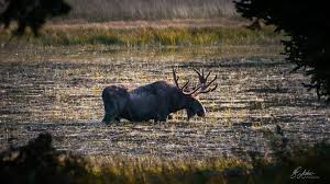 The beauty of animals in their natural ecosystem